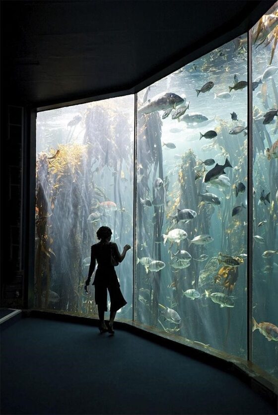What Makes an Aquarium Glass Strong, Clean, and Durable All the Time?