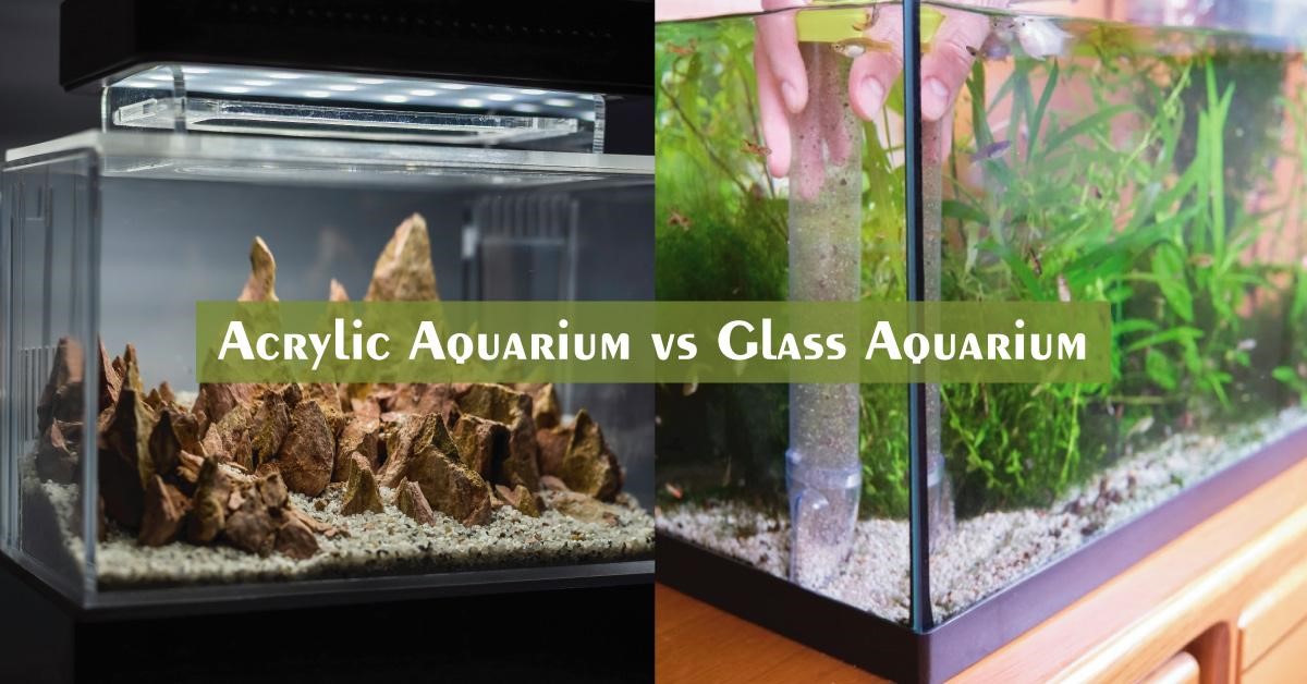 Acrylic vs Glass Aquarium A Deep Comparison Glass Genius